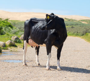 Viking Holstein