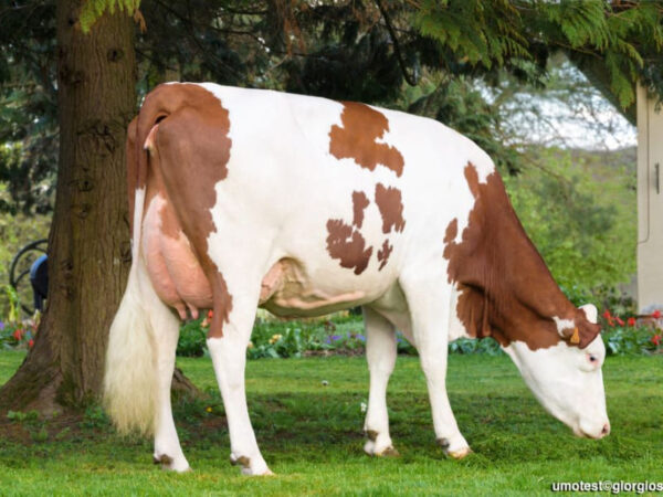 SUPERBULL